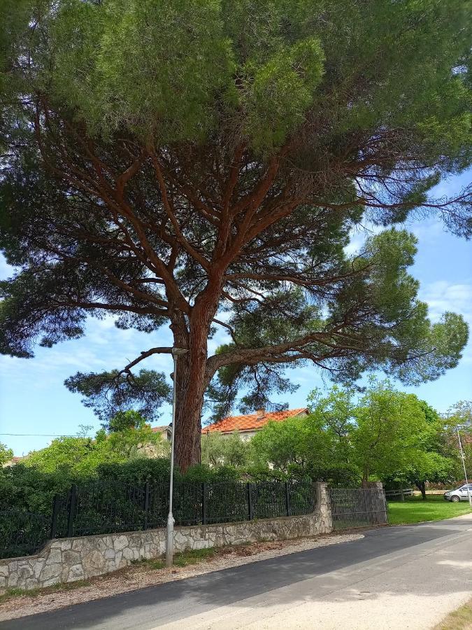 Apartments Ingrid Novigrad Istria Esterno foto